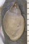 Physa anatina