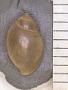Physa aurea