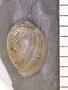 Physa brevispira