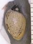 Physa crocata