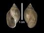 Physa gyrina