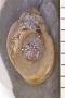 Physa microstoma