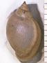 Physa traskii