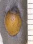 Physa troostensis