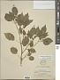 Physalis cordata Mill.