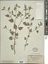 Physalis fendleri A. Gray
