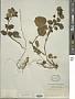 Physalis gracilis Miers