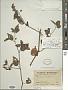 Physalis gracilis Miers