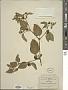 Physalis gracilis Miers