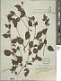 Physalis gracilis Miers