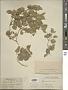 Physalis hederifolia A. Gray