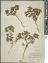 Physalis hederifolia A. Gray