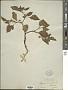 Physalis hederifolia A. Gray
