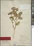 Physalis hederifolia A. Gray