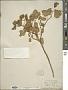 Physalis hederifolia A. Gray