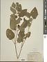 Physalis heterophylla Nees