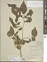 Physalis ignota Britton