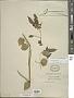 Physalis ignota Britton