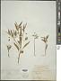 Physalis lanceifolia Nees