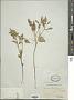 Physalis lanceolata Michx.