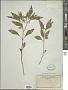 Physalis lanceolata Michx.