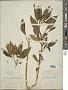 Physalis longifolia Nutt.