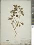Physalis mollis Nutt.