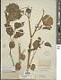 Physalis nicandroides Schltdl.