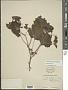 Physalis pubescens L.