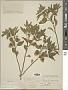 Physalis virginiana Mill.