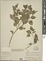 Physalis virginiana Mill.