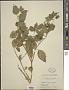 Physalis virginiana Mill.