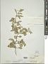 Physalis walteri Nutt.