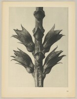 Physostegia virginiana