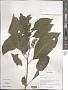 Phytolacca acinosa Roxb.