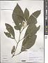 Phytolacca acinosa Roxb.