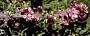 Phytolacca sandwicensis Endl.