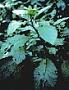Phytolacca sandwicensis Endl.
