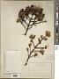 Picea rubens Sarg.