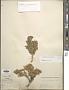 Picrothamnus desertorum Nutt.