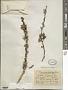Pictetia marginata C. Wright