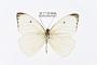 Pieris limona