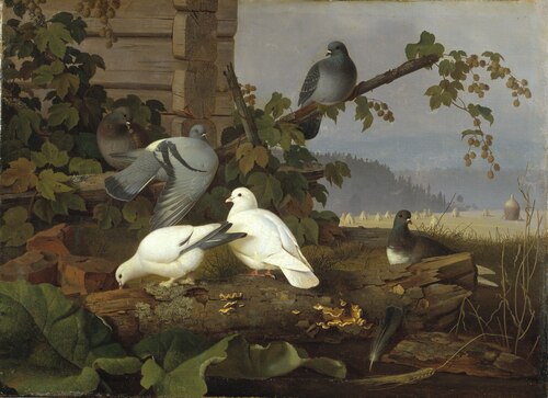 Pigeons