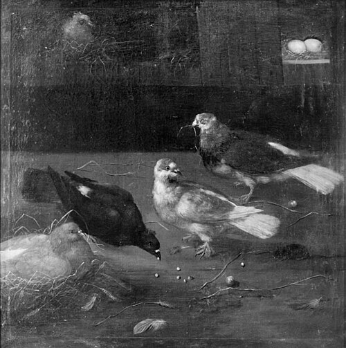 Pigeons
