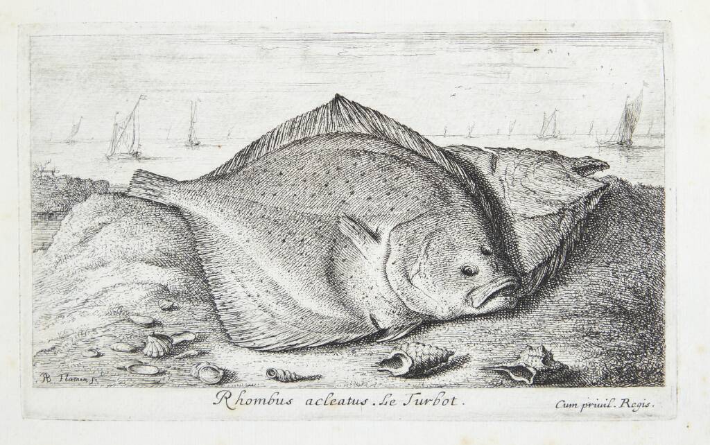 Pighvar (Rhombus adeatus)