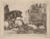 Pigs