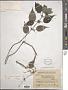 Pilea notata C.H. Wright