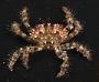 Pilodius sp.