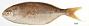 Pimelepterus ocyurus