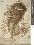 Pimpinella aurea DC.